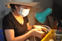 Nghề lạ mỗi ngày kiếm cả triệu đồng nhưng luôn "khát" người làm ở Hà Nội