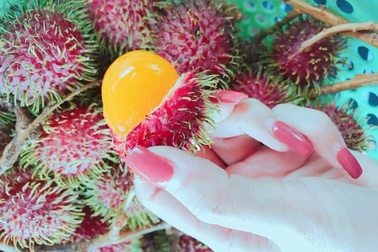 Chôm chôm vàng tưởng của nhà giàu sang chảnh, lại là quả dại ven rừng