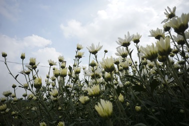 Hà Nội: Tinh khôi mùa hoa cúc họa mi