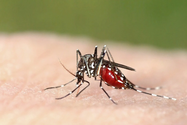 46 tỉnh loại trừ được căn bệnh nguy hiểm từ muỗi