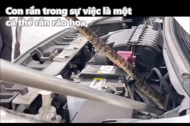 Tài xế hốt hoảng phát hiện rắn cỡ lớn chui lên kính lái khi đang chạy xe