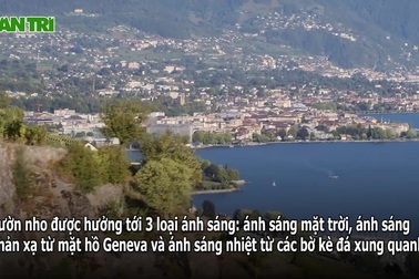 Ruộng nho bậc thang nhận loại ánh sáng đặc biệt để có mùi vị độc đáo