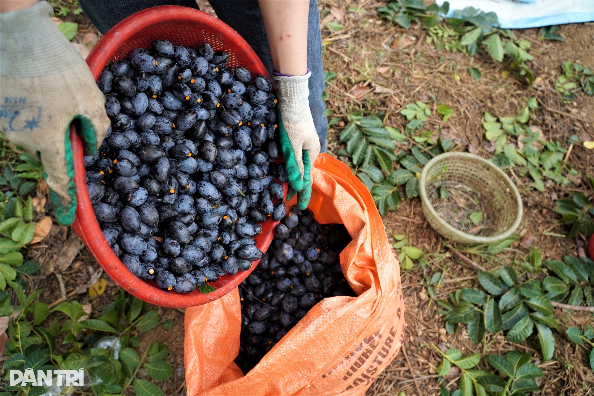 Sirkus på trær som plukker svart frukt, en ettertraktet spesialitet - 12 Làm xiếc trên cây hái loại quả đen xì, đặc sản được săn lùng - 12