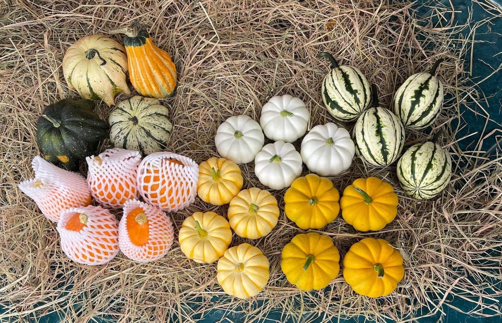 Bí ngô độc lạ tiền triệu, nhà giàu Việt đua nhau săn lùng chơi Halloween - 2 Bí ngô độc lạ tiền triệu, nhà giàu Việt đua nhau săn lùng chơi Halloween - 2