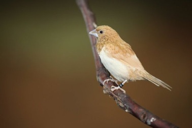 Lập bản đồ các mạch thần kinh cho việc học hót ở các loài chim