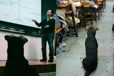 Chú chó chăm học khiến nhiều sinh viên hổ thẹn