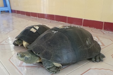 Chuyện về hai cụ rùa trăm tuổi nghe kinh Phật, “hái” ra tiền