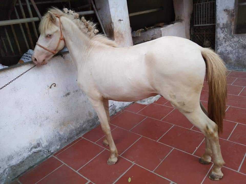Lo quà Tết sớm, nhà giàu về tận bản mua ngựa bạch nấu cao - 1 Lo quà Tết sớm, nhà giàu về tận bản mua ngựa bạch nấu cao - 1