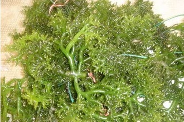 Hải tảo: Vị thuốc quý cho bệnh lý tuyến giáp