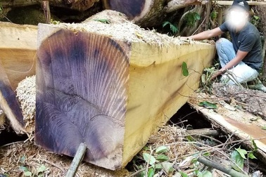 Phát hiện vụ phá rừng “khủng” với hơn 200 gốc bị đốn hạ