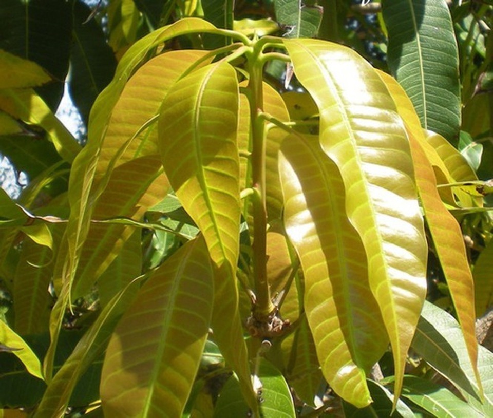 Chỉ một nắm lá xoài, vừa chống ung thư, vừa chữa tỷ bệnh cực kỳ tốt - 3 Chỉ một nắm lá xoài, vừa chống ung thư, vừa chữa tỷ bệnh cực kỳ tốt - 3