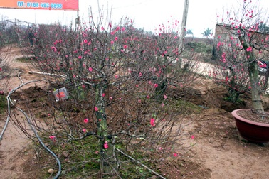 Đào Nhật Tân: Được mùa, mất giá