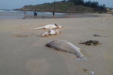 Hàng vạn hộ dân Quảng Bình nguy cơ thiếu đói do cá chết hàng loạt