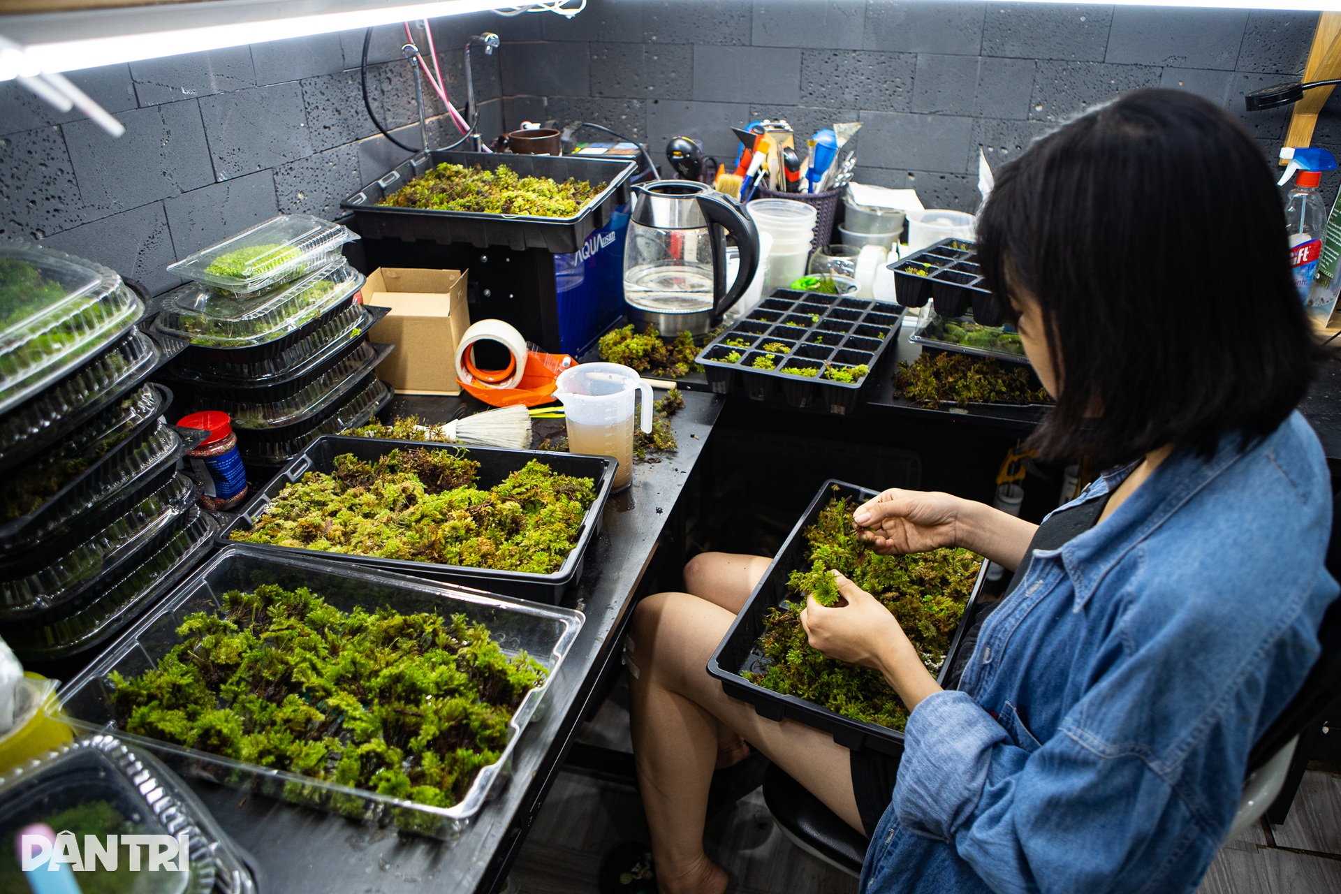 Độc lạ chàng trai Hà Nội vẽ tranh bằng rêu tươi bán tiền triệu - 11 Độc lạ chàng trai Hà Nội vẽ tranh bằng rêu tươi bán tiền triệu - 11