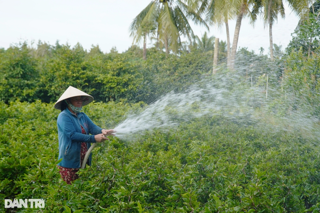 Planting a familiar flower, farmers sell 1 plant to have enough money to spend the whole year - 1