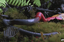 “Rợn người” xem đỉa quái vật nuốt chửng con giun lớn bằng cơ thể mình!