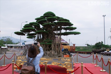 Có gì đặc biệt ở cây sanh "Đại thế vân tùng" giá 10 tỷ dát tới 5 cây vàng?