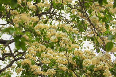 Chiêm ngưỡng cây hoa bún hơn 300 tuổi độc nhất Hà Nội