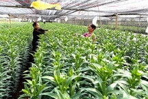 Làng hoa Tây Tựu bận rộn vào xuân