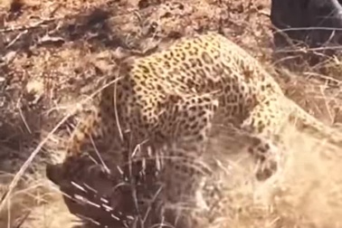 Báo hoa mai trả giá đắt khi tấn công nhím