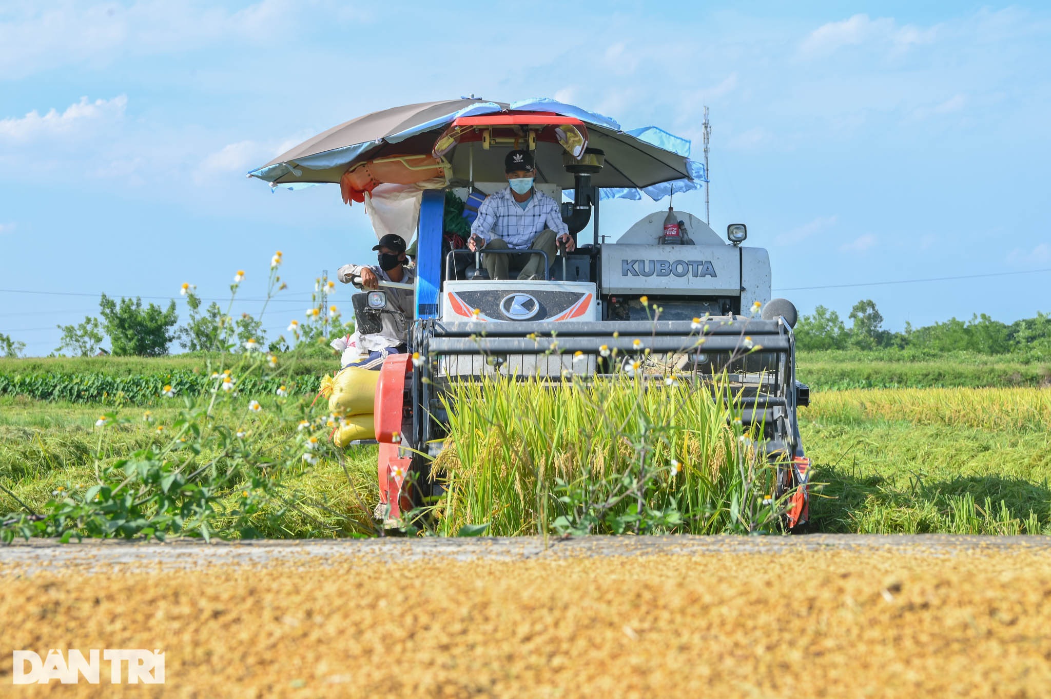 Tâm dịch Bắc Ninh: Nông dân không ra đồng, lúa và hoa màu tự chất đầy nhà - 3 Tâm dịch Bắc Ninh: Nông dân không ra đồng, lúa và hoa màu tự chất đầy nhà - 3