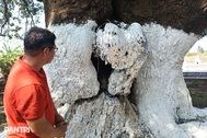 “Cứu” cây xoài cổ hơn 300 năm tuổi có dấu hiệu lão hóa, suy kiệt