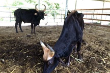 Đàn bò tót đói trơ xương được nghiên cứu và lai tạo như thế nào?