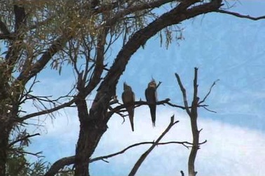 Vẹt sống trong tự nhiên