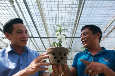 Đại gia Hà Nội nghiện "nàng Kiều Phi Yến”, có người trả 800 triệu đồng vẫn không bán