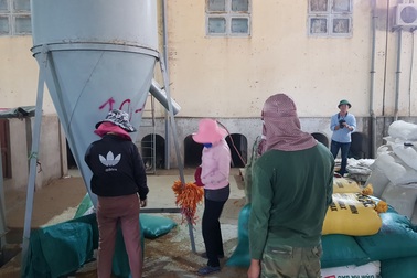 Máy sấy chạy hết công suất “cứu” hàng trăm tấn lúa ngập nước, nảy mầm