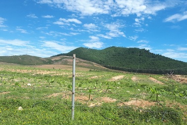 Dự án nuôi bò 4.500 tỷ nguy cơ tiếp tục thất bại khi chuyển sang trồng chuối