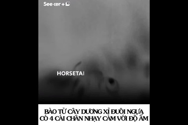 Tận mắt chứng kiến các bào tử của cây xanh đi và nhảy y hệt động vật!