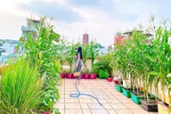 Nữ giám đốc trẻ "mát tay" làm vườn 170m2 ngập rau, trái trên sân thượng