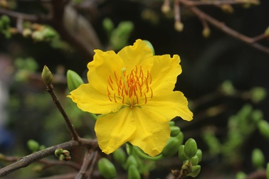 Dân buôn mai vàng "nhấp nhổm", lo "sốt vó" khi dịch Covid-19 trở lại