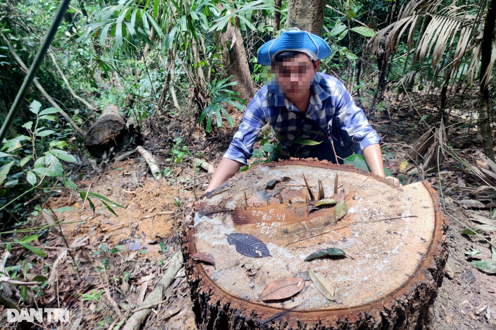 Thâm nhập cánh rừng biên giới bị xẻ thịt, gỗ khủng nằm la liệt - 5 Thâm nhập cánh rừng biên giới bị xẻ thịt, gỗ khủng nằm la liệt - 5