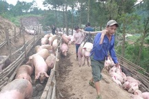 "Bão" dịch tả lợn châu Phi, hải quan dừng thông quan thịt lợn biếu, tặng