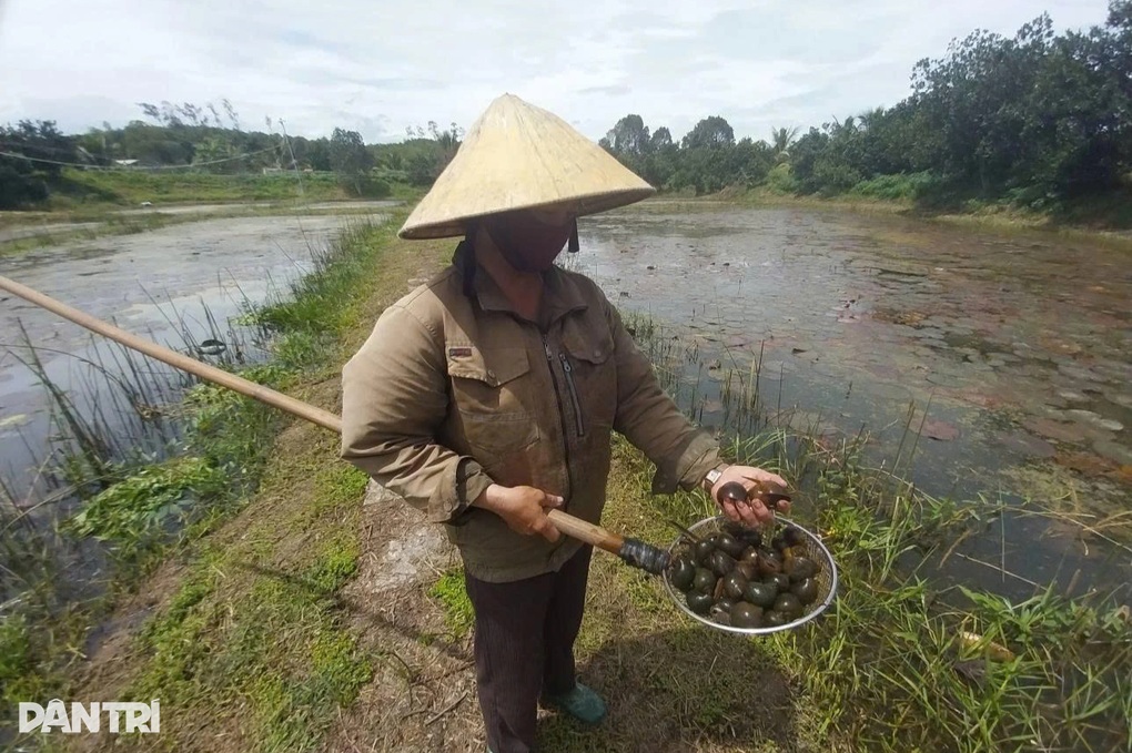 Nuôi ốc bươu giúp nông dân xứ Nghệ đổi đời, thu nhập tiền tỷ - 1 Nuôi ốc bươu giúp nông dân xứ Nghệ đổi đời, thu nhập tiền tỷ - 1