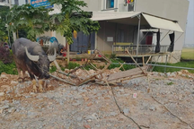 Người phụ nữ ngồi xe trâu đi xin rơm bị xe tải đâm tử vong