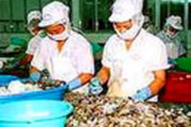 Xuất khẩu tôm vào Nhật Bản có nguy cơ bị cấm?