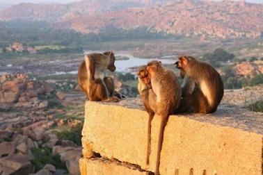 "Sự nổi dậy của bầy khỉ" khiến người đàn ông xấu số qua đời