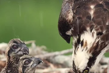 Hình ảnh chim ó cá bón cho con ăn trong cơn mưa tầm tã