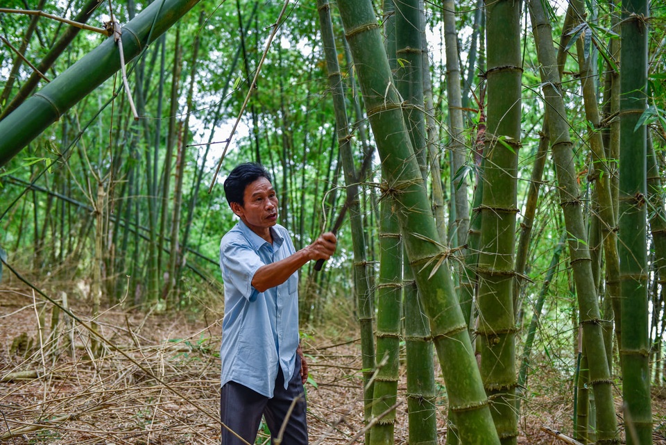 “Rừng luồng khuyến học” chắp cánh ước mơ đến trường của họ Bùi xứ Thanh - 2 “Rừng luồng khuyến học” chắp cánh ước mơ đến trường của họ Bùi xứ Thanh - 2