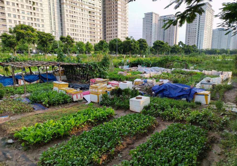 Nở rộ phong trào khai hoang cuốc đất trồng rau sạch quanh chung cư ở Hà Nội - 1