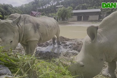 Cận cảnh khu nuôi nhốt tê giác tại Nghệ An