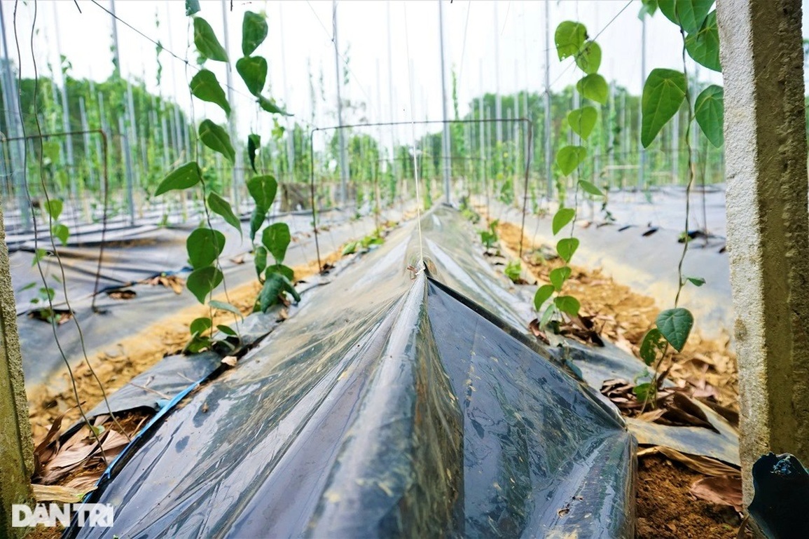 Thu tiền tỷ nhờ trồng loài cây dại, càng nắng nóng càng hái ra tiền - 10 Thu tiền tỷ nhờ trồng loài cây dại, càng nắng nóng càng hái ra tiền - 10