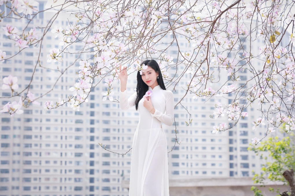 Dạo bước dưới hàng hoa ban thơ mộng ở Thủ đô - 1 Dạo bước dưới hàng hoa ban thơ mộng ở Thủ đô - 1