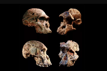 Tìm thấy bằng chứng có thể viết lại lịch sử tiến hóa của loài người