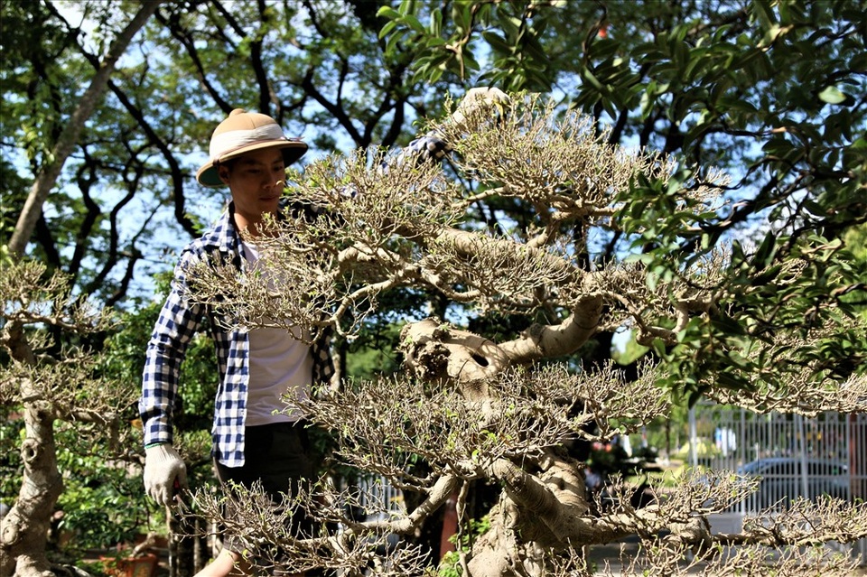 Cây khế 19 thân cực kỳ hiếm, khách trả hơn 300 triệu đồng vẫn chưa bán - 12 Cây khế 19 thân cực kỳ hiếm, khách trả hơn 300 triệu đồng vẫn chưa bán - 12