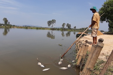 Cá chết nổi trắng sông Bàn Thạch