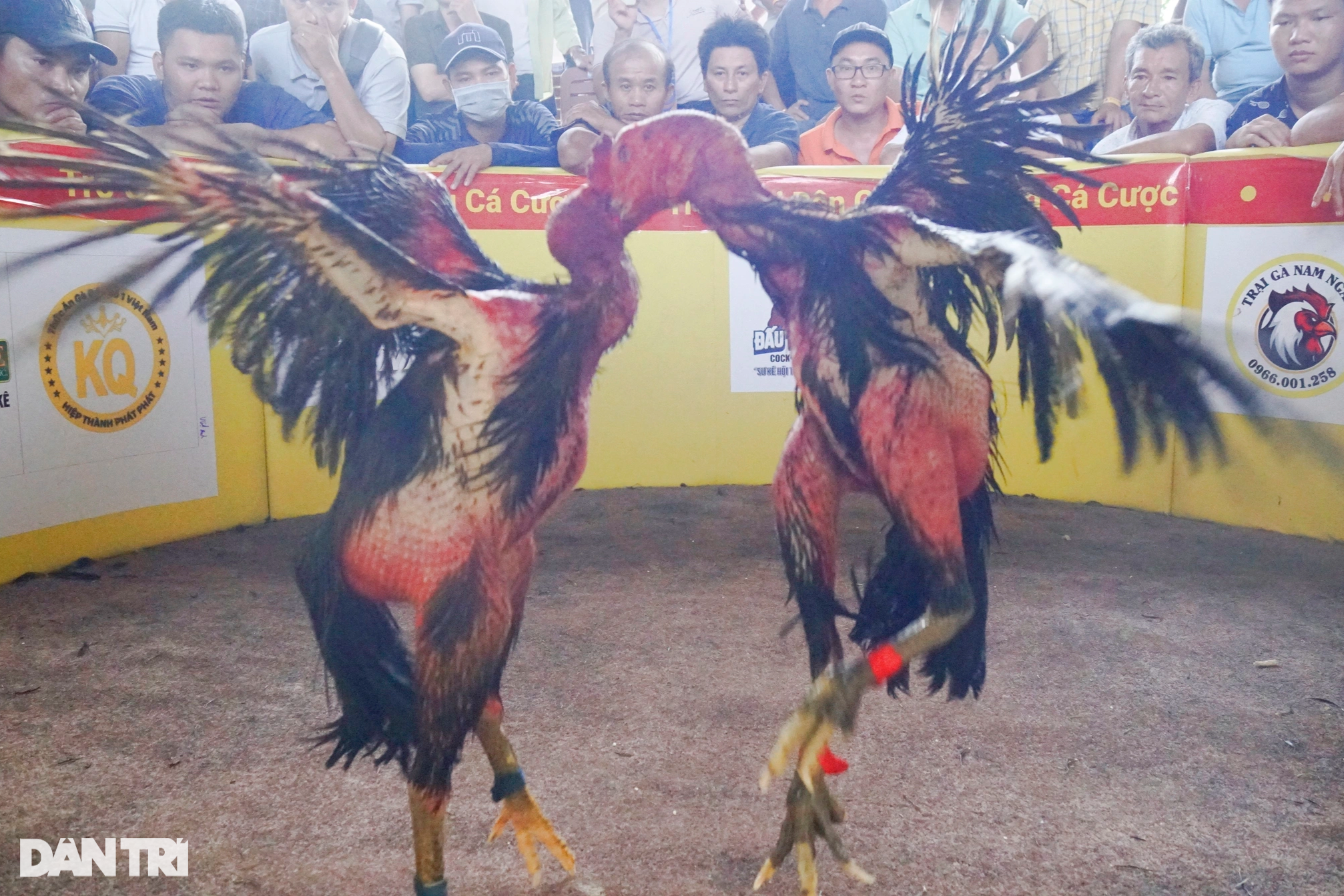 Kịch tính chiến kê tung chưởng tại hội chọi gà dân gian ở Bình Định - 4